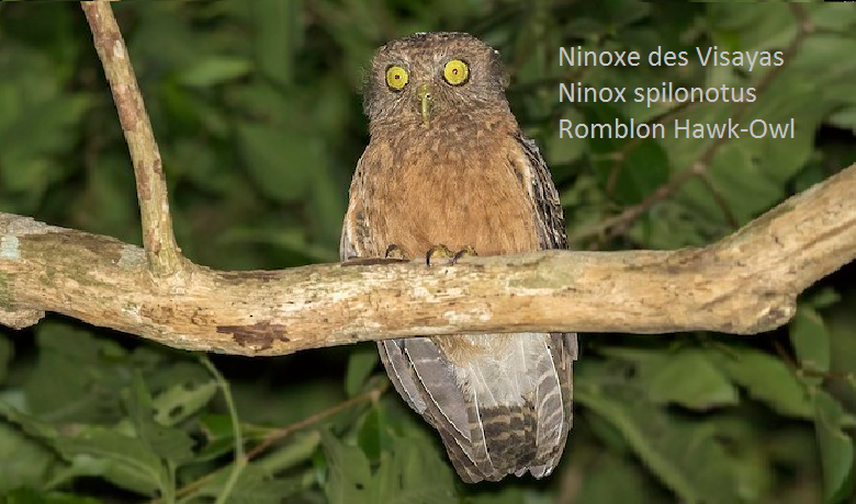 Ninoxe des Visayas - Ninox spilonotus - Romblon Hawk-Owl