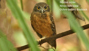 Ninoxe ocrée - Ninox ochracea - Ochre-bellied Boobook