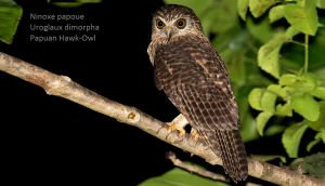 Ninoxe papoue - Uroglaux dimorpha - Papuan Hawk-Owl
