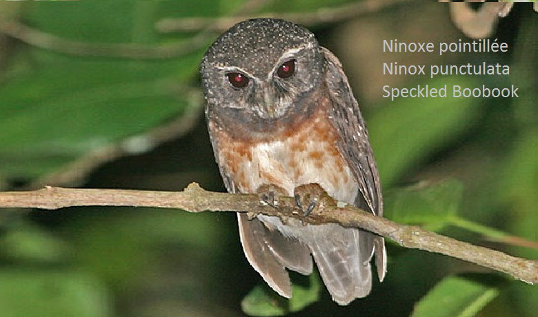 Ninoxe pointillée - Ninox punctulata - Speckled Boobook