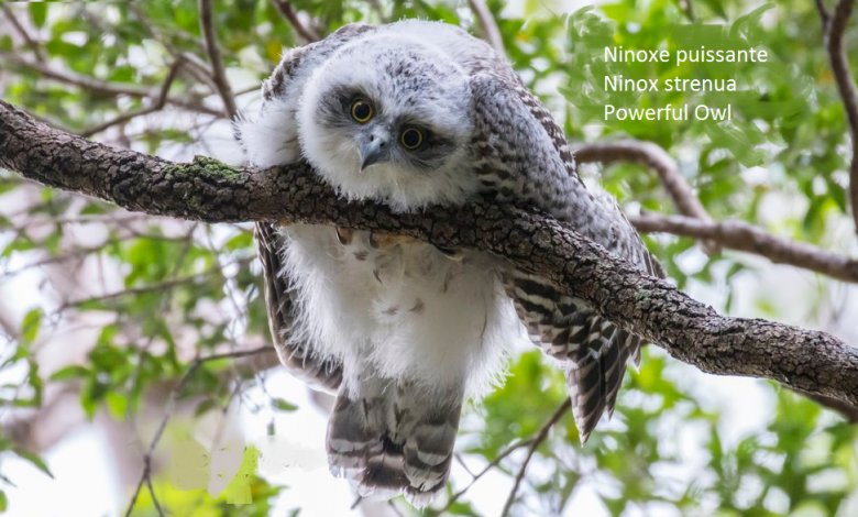 Ninoxe puissante - Ninox strenua - Powerful Owl