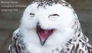 Ninoxe rieuse - Sceloglaux albifacies - Laughing Owl