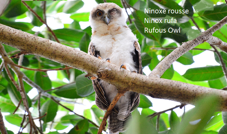 Ninoxe rousse - Ninox rufa - Rufous Owl