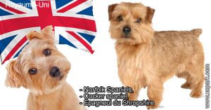Norfolk Terrier, Terrier de Norfolk,  Norwich Terrier