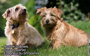 Norfolk Terrier, Terrier de Norfolk,  Norwich Terrier