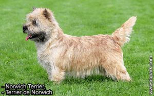 Norwich Terrier, Terrier de Norwich