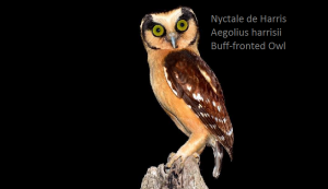 Nyctale de Harris - Aegolius harrisii - Buff-fronted Owl