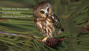 Nyctale des Bermudes - Aegolius gradyi - Bermuda Saw-whet Owl