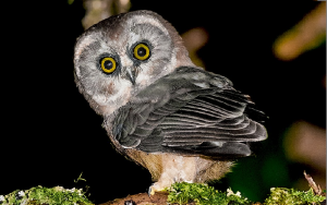 Nyctale immaculée - Aegolius ridgwayi - Unspotted Saw-whet Owl