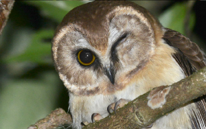 Nyctale immaculée - Aegolius ridgwayi - Unspotted Saw-whet Owl