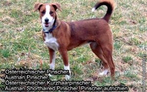 Osterreichischer Pinscher, Austrian Pinscher, Österreichischer Kurzhaarpinscher, Austrian Shorthaired Pinscher, Pinscher autrichien