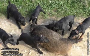 Patterdale Terrier, Black Fell Terrier, Chien Noir Fell Terrier