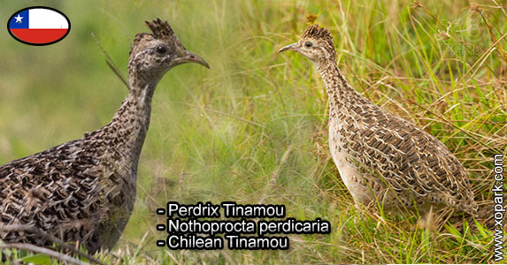 Perdrix Tinamou - Nothoprocta perdicaria - Chilean Tinamou
