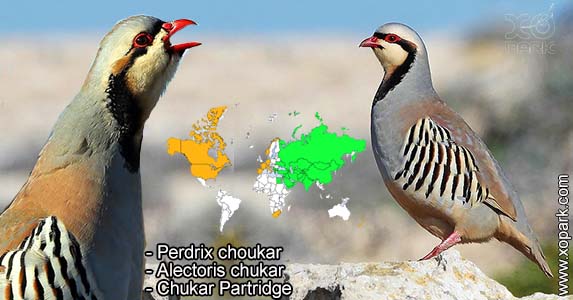 Perdrix choukar (Alectoris chukar - Chukar Partridge)  est une espèce des perdrix de la famille des Phasianidés (Phasianidae)