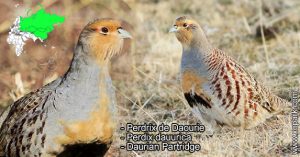 Perdrix de Daourie - Perdix dauurica - Daurian Partridge - Phasianidae