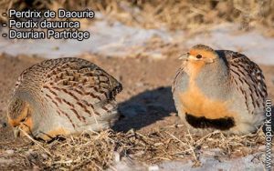 Perdrix de Daourie - Perdix dauurica - Daurian Partridge - Phasianidae