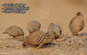 Perdrix de Hey - Ammoperdix heyi - Sand Partridge - Phasianidae