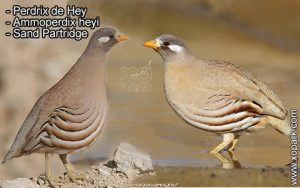 Perdrix de Hey - Ammoperdix heyi - Sand Partridge - Phasianidae