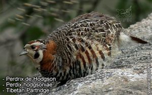 Perdrix de Hodgson - Perdix hodgsoniae - Tibetan Partridge -Phasianidés