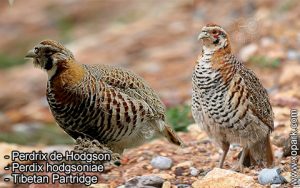 Perdrix de Hodgson - Perdix hodgsoniae - Tibetan Partridge -Phasianidés
