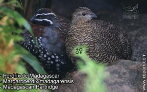 Perdrix de Madagascar (Margaroperdix madagarensis - Madagascan Partridge