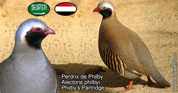 Perdrix de Philby - Alectoris philbyi - Philby's Partridge - Phasianidae
