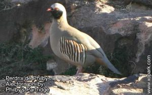 Perdrix de Philby - Alectoris philbyi - Philby's Partridge - Phasianidae