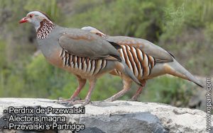 Perdrix de Przewalski - Alectoris magna - Przevalski's Partridge