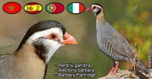 Perdrix gambra (Alectoris barbara - Barbary Partridge)  est une espèce des perdrix de la famille des Phasianidés (Phasianidae)