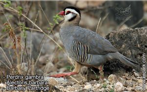 Perdrix gambra (Alectoris barbara - Barbary Partridge)  est une espèce des perdrix de la famille des Phasianidés (Phasianidae)