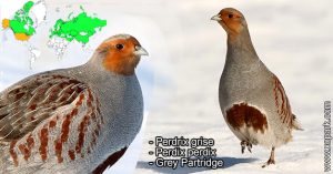 Perdrix grise (Perdix perdix - Grey Partridge)  est une espèce des perdrix de la famille des Phasianidés (Phasianidae)