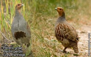Perdrix grise (Perdix perdix - Grey Partridge)  est une espèce des perdrix de la famille des Phasianidés (Phasianidae)