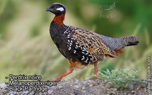Perdrix noire - Melanoperdix niger - Black Partridge