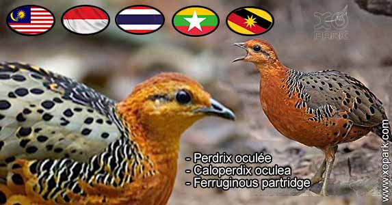 Perdrix oculée - Caloperdix oculea - Ferruginous partridge