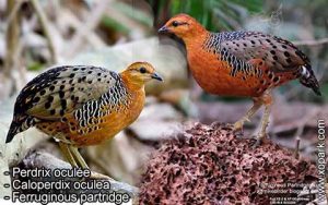 Perdrix oculée - Caloperdix oculea - Ferruginous partridge