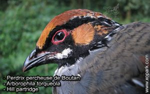Perdrix percheuse de Boutan (Arborophila torqueola - Hill partridge) est une espèce des perdrix de la famille des Phasianidés (Phasianidae)