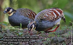 Perdrix percheuse de Boutan (Arborophila torqueola - Hill partridge) est une espèce des perdrix de la famille des Phasianidés (Phasianidae)