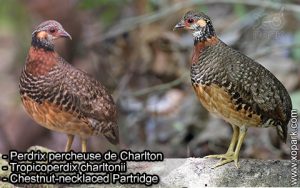 Perdrix percheuse de (Charlton - Tropicoperdix charltonii  - Chestnut-necklaced Partridge)  est une espèce des perdrix de la famille des Phasianidés (Phasianidae)
