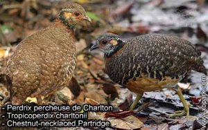 Perdrix percheuse de (Charlton - Tropicoperdix charltonii  - Chestnut-necklaced Partridge)  est une espèce des perdrix de la famille des Phasianidés (Phasianidae)