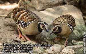 Perdrix percheuse à poitrine brune - Arborophila orientalis ou Bar-backed Partridge est une espèce des perdrix de la famille des Phasianidés (Phasianidae)