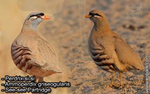 Perdrix si-si (Ammoperdix griseogularis - See-see Partridge)  est une espèce des perdrix de la famille des Phasianidés (Phasianidae)