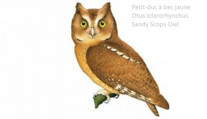 Petit-duc à bec jaune - Otus icterorhynchus - Sandy Scops Owl