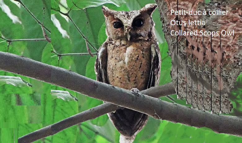 Petit-duc à collier - Otus lettia - Collared Scops Owl