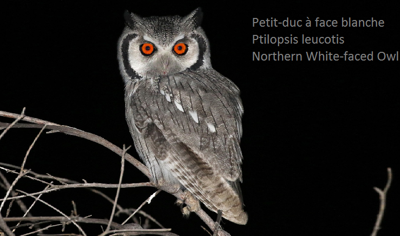 Petit-duc à face blanche - Ptilopsis leucotis - Northern White-faced Owl