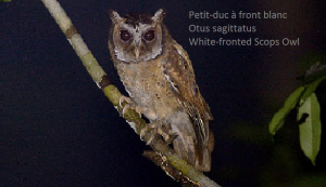 Petit-duc à front blanc - Otus sagittatus - White-fronted Scops Owl