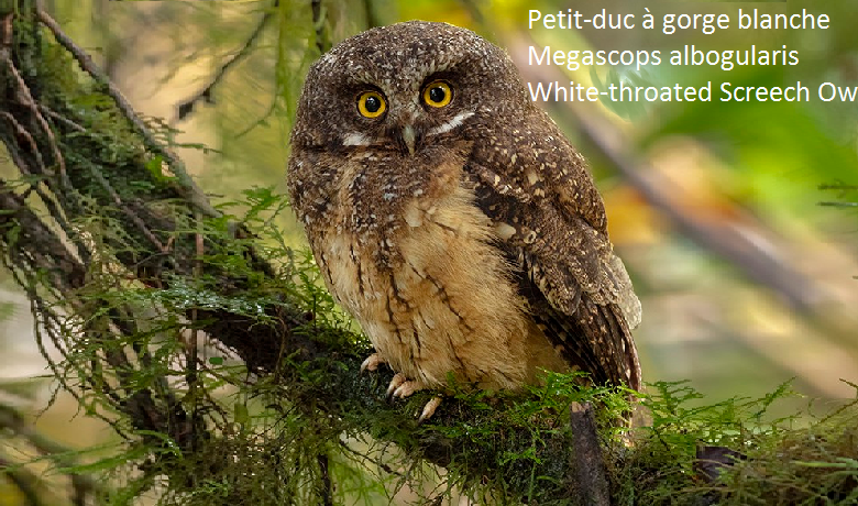 Petit-duc à gorge blanche - Megascops albogularis - White-throated Screech Owl