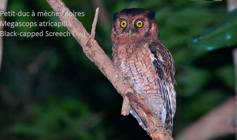Petit-duc à mèches noires - Megascops atricapilla - Black-capped Screech Owl
