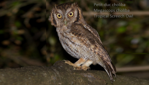 Petit-duc choliba - Megascops choliba - Tropical Screech Owl