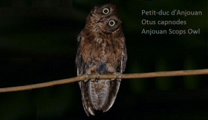 Petit-duc d'Anjouan - Otus capnodes - Anjouan Scops Owl