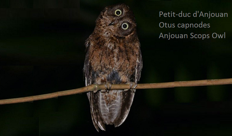 Petit-duc d'Anjouan - Otus capnodes - Anjouan Scops Owl